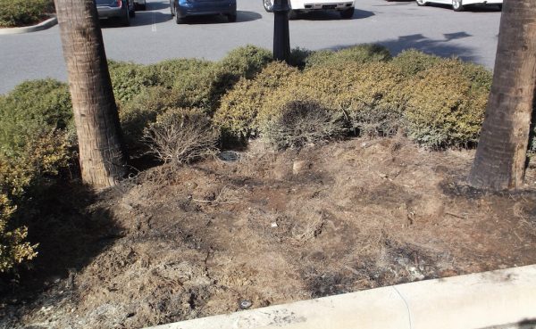 Shrubs were burned in the incident Wednesday at Walgreens at Pinellas Plaza.