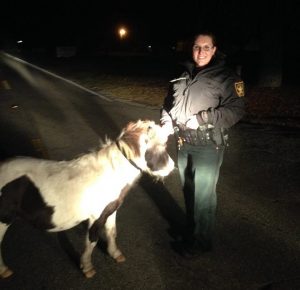 A Marion County sheriff's deputy with a pony that got loose on a roadway in Summerfield.