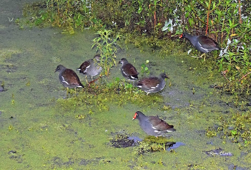 Moorhen family at the preserve before dawn in The Villages