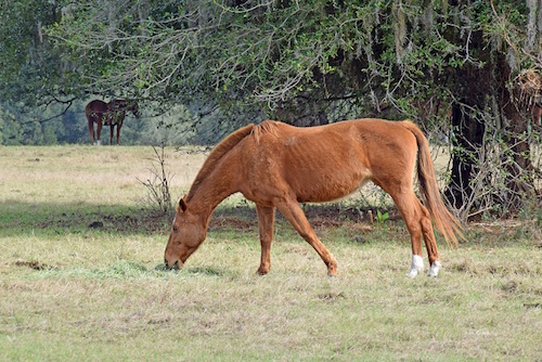 Horse grazing near the Polo Fields in The Villages