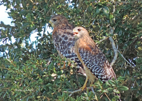Pair of Red-shouldered Hawks with one giving the raspberry