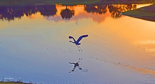 A Blue Heron taking off at sunset in The Villages