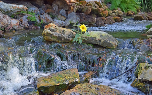 A sunflower in the waterfall at Lake Mira Mar