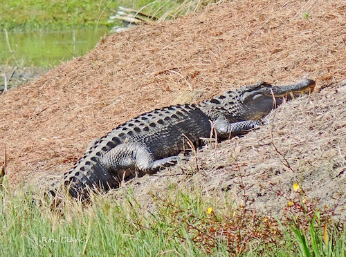 Large gator relaxing behind Cane Garden Country Club