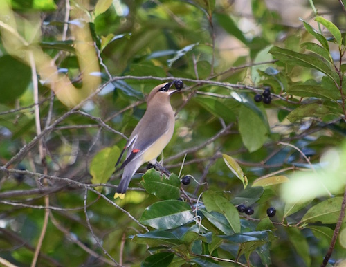 A Cedar Waxwing grabs a berry from the bush