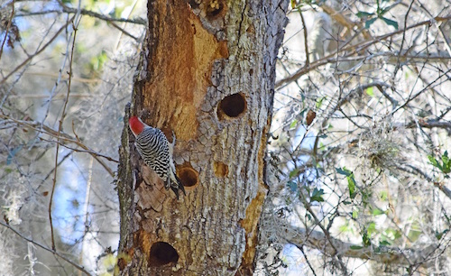 A Red-bellied Woodpecker works on a tree in The Villages