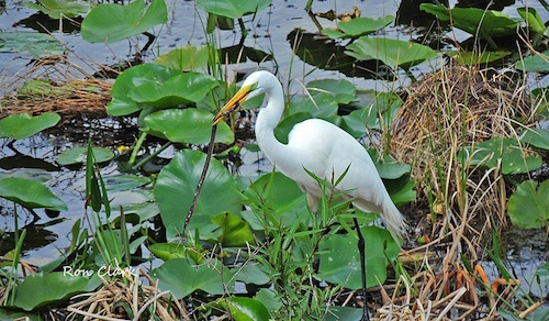 A White Egret grabs breakfast in The Villages