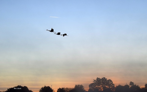 An airplane and Sandhill Cranes flying about the fog