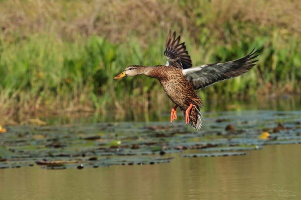 Jose Rodriguez shot this photo of a Mallard Duck taking flight in The Villages.