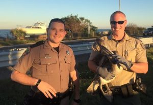 The Florida Highway Patrol and Florida Fish & Wildlife Conservation Commission teamed up to save a pelican on the Skyway Bridge.