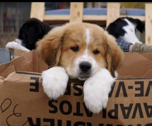 "A Dog's Purpose" is showing at the Old Mill Playhouse.