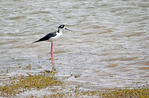 A Black-necked Stilt in the retention pond by Brownwood