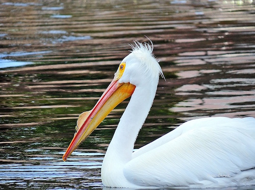 A White Pelican up close and personal in The Villages