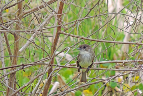 An Eastern Phoebe in Live Oak Park in The Villages