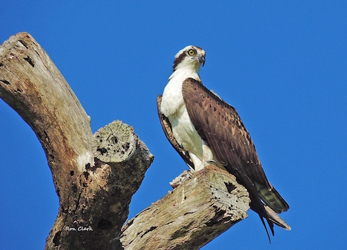 An Osprey on Laurel Valley Golf Course in The Villages