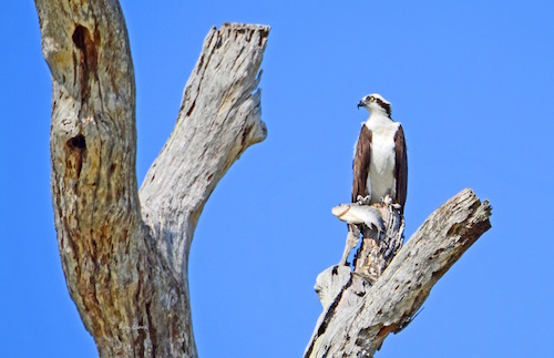 An Osprey with its prey on Laurel Valley Golf Course