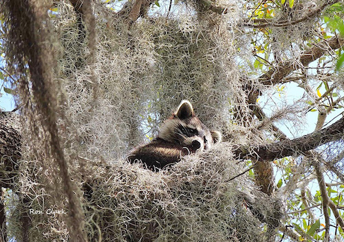 Baby raccoon sleeps in his nest at Live Oaks Park 
