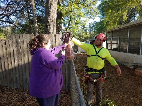 Cat rescued from tree after 13 days by Anderson Tree Care