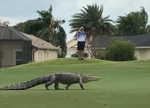 Cliff Jennings shot this photo of an alligator at Cane Garden Championship Golf Course.