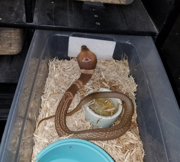 Cobra loose in Ocala