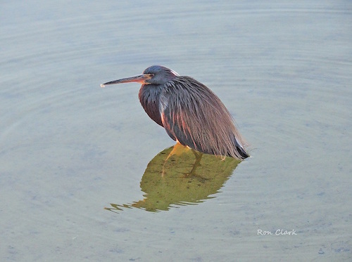 Little Blue Heron wading in the water in The Villages