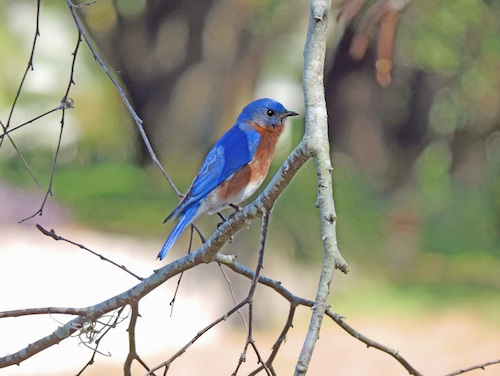 Male Eastern Bluebird in The Villages