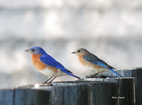 Pair of Eastern Bluebirds enjoying their day in The Villages