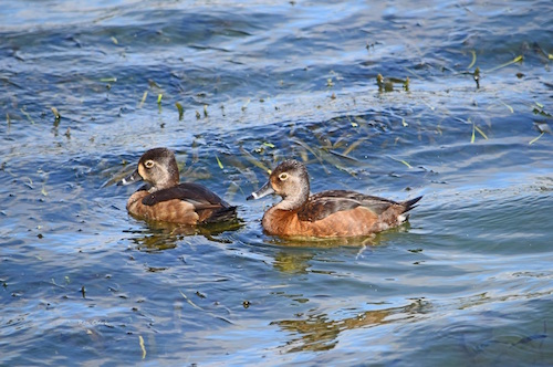 Ring Neck Ducks floating around at Lake Sumter