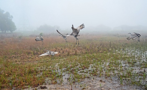 Sandhill Cranes take flight at Sharon Rose Wiechens Preserve