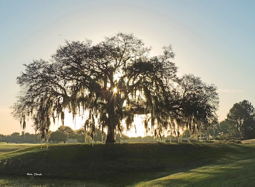Sunrise through a Live Oak on Ashley Meadows Golf Course