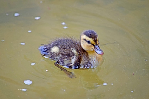A Mallard Duckling in Lake Mira Mar in The Villages