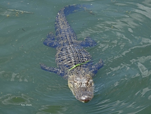 A large gator swims under the Morse Bridge