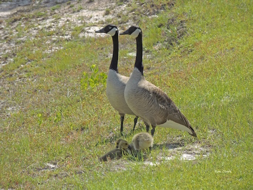 A pair of Canada Geese and their goslings