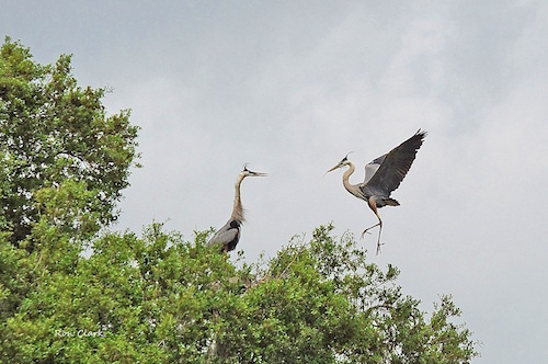 A pair of Great Blue Herons in The Villages