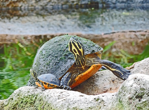A turtle and baby climbing on rocks in The Villages