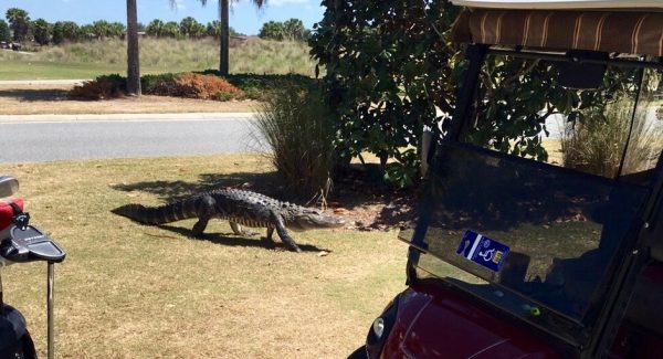 An alligator takes a stroll at Tarpon Boil Executive Golf Course.