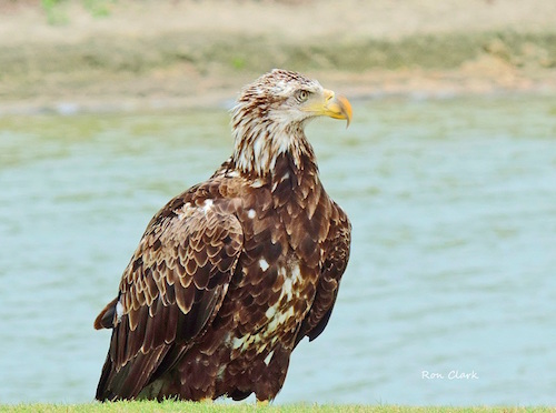 n immature Bald Eagle on Torri Pines Golf Course
