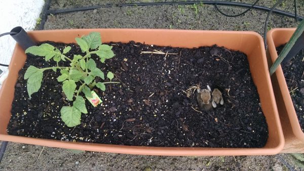 Dale and Rita Heins discovered baby bunnies in a planter box at their home.