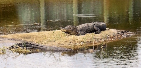 Don Musial snapped these two gators on an island