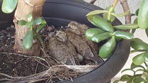 Ed and Ronnie Sullivan were thrilled when these doves hatched in a jade pot at their home.