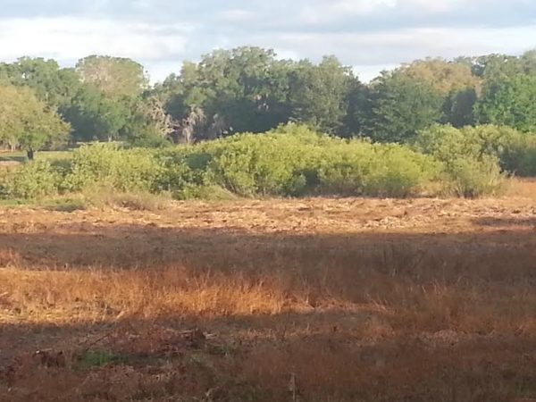 Invasive species have taken over in Community Development District 1.