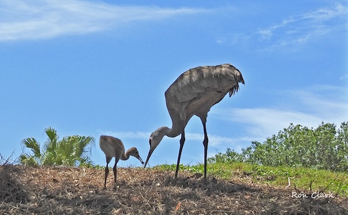 Sandhill Crane feeds the Colt a bug in The Villages