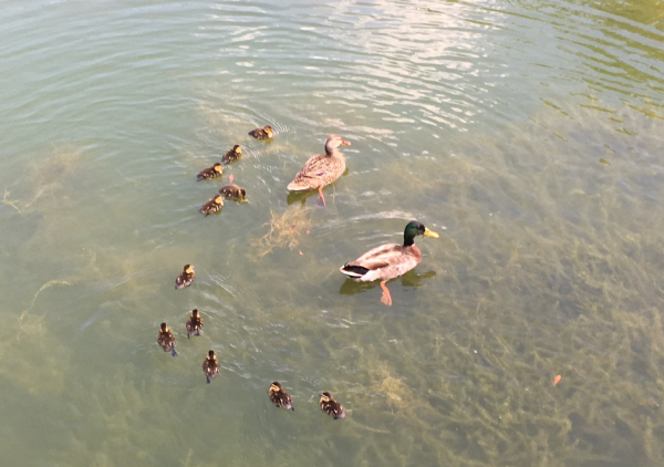 The ducklings were reunited with their parents.