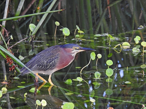A Green Heron stalking its prey in a retention pond