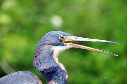 A Tricolored Heron in The Villages