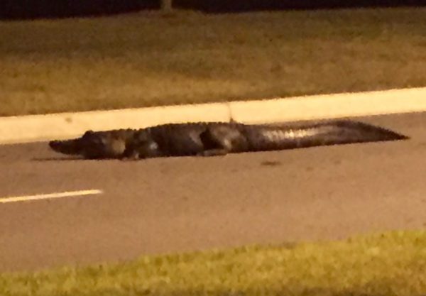 Andrea Moeller spotted this alligator on Morse Boulevard, near the entrance to the Village of Osceola Hills.