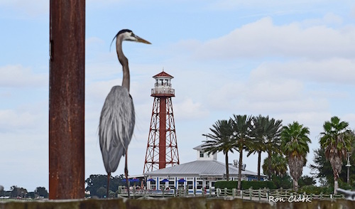 Great Blue Heron taller than the lighthouse at Sumter Landing