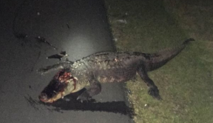 Jennifer Rosinski shot this photo of an alligator she hit on Interstate 75.