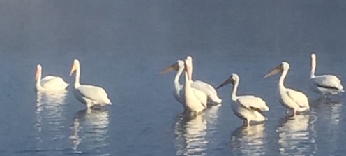Robin Murrell snapped these Pelicans enjoying Paradise Lake