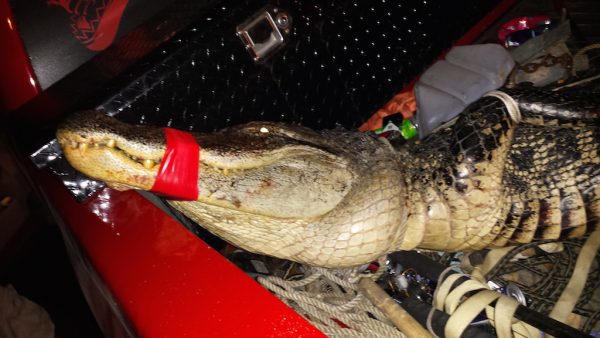 This alligator was captured on the golf cart path near Palmer Legends Championship Golf Course.